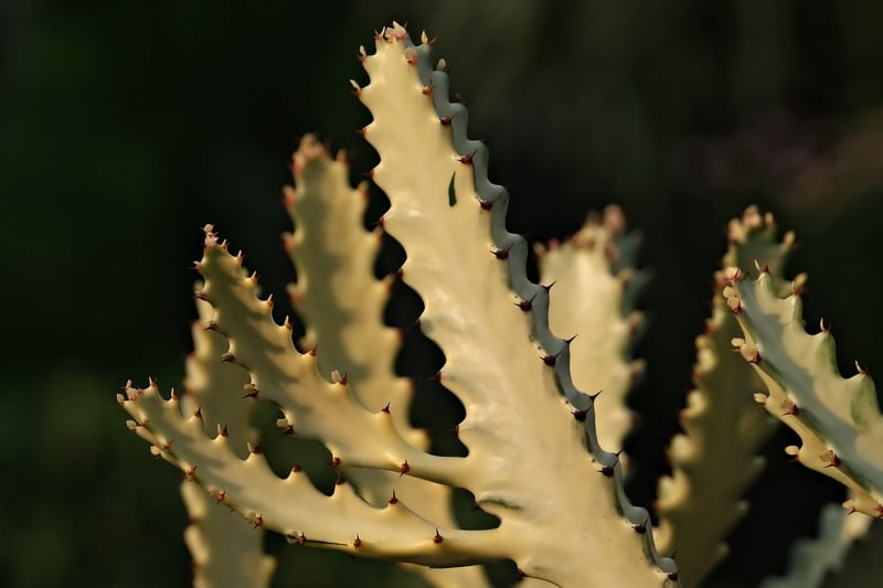 Urban Jungle Cactus Decor