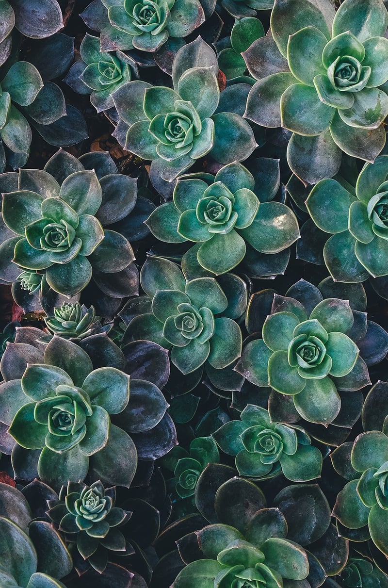 Picture Frame Succulent Display